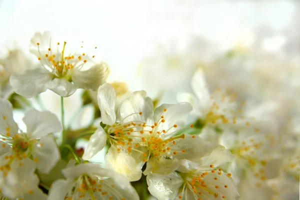 Obstbaumblüten in Großaufnahme — Stockfoto