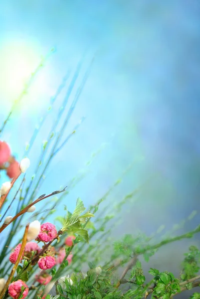 Easter flowers — Stock Photo, Image