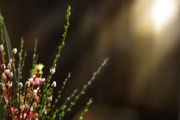 Flowers on blurred background — Stock Photo, Image