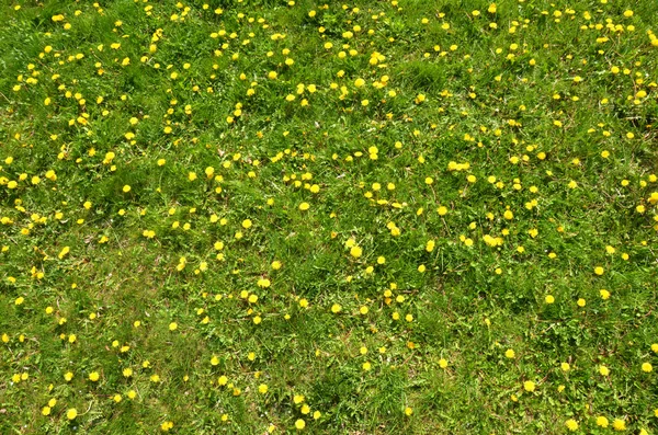 Bakgrunden grön gräsmatta — Stockfoto