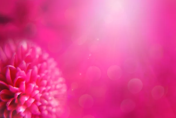 Yakın çekim mor çiçek