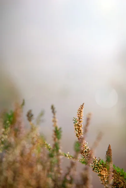 Takjes heather in het licht van de ochtend Rechtenvrije Stockfoto's