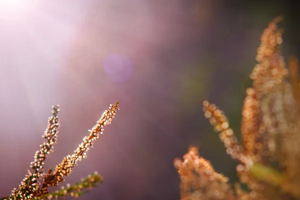 Heather sabah ışığında dal