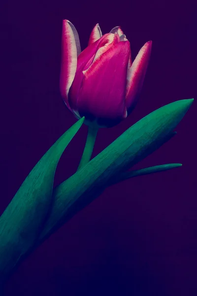Mor bir arka plan üzerinde tek Tulip — Stok fotoğraf