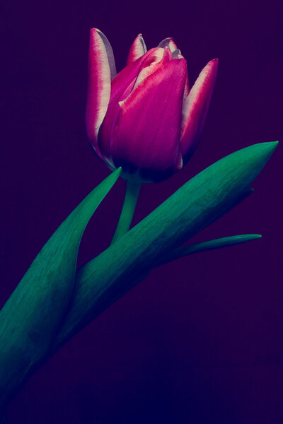 One red Tulip on purple background