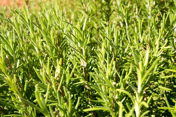 Wild Rosemary plants — Stock Photo, Image