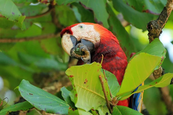 Scarlet Macaw Feeding — Stock Photo, Image