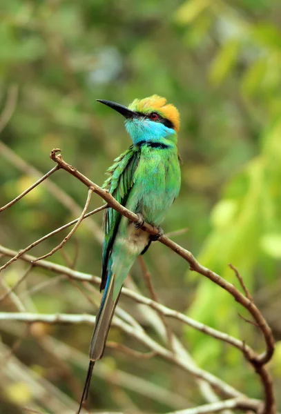 Groene bijeneter op tak — Stockfoto