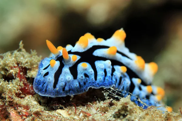 Phyllidia Varicosa Primer plano —  Fotos de Stock