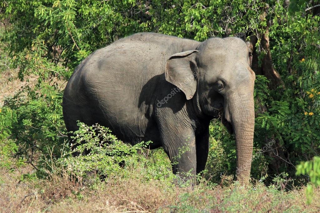 Andaman