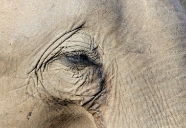 Elephant Close up clipart