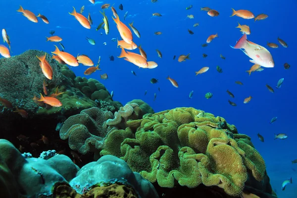 Πολύχρωμο κοραλλιογενή ύφαλο — Φωτογραφία Αρχείου