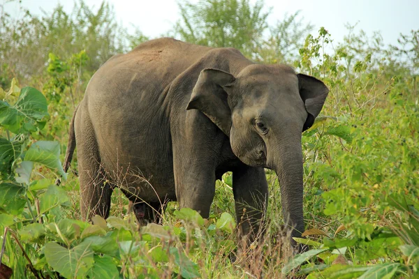 Gajah di semak-semak — Stok Foto