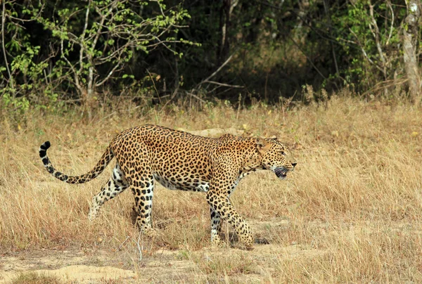 Leopardo che cammina nell'erba — Foto Stock