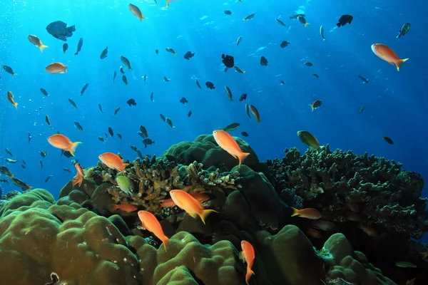 Arrecife de coral colorido — Foto de Stock