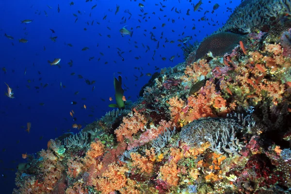 Barriera corallina colorata — Foto Stock