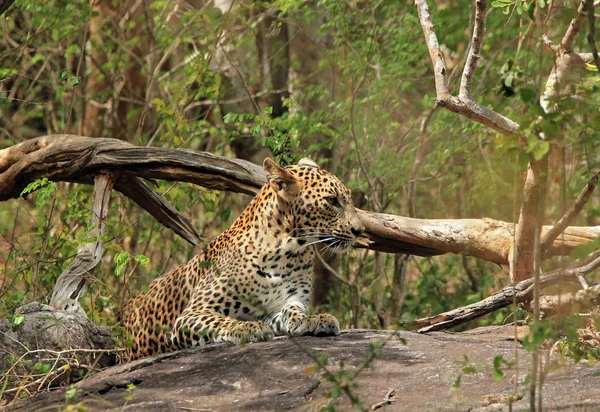 Leopardo descansando sobre piedra — Foto de Stock