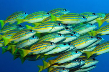 School of Blue-lined Snappers clipart