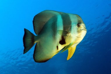 Longfin Batfish karşı mavi su
