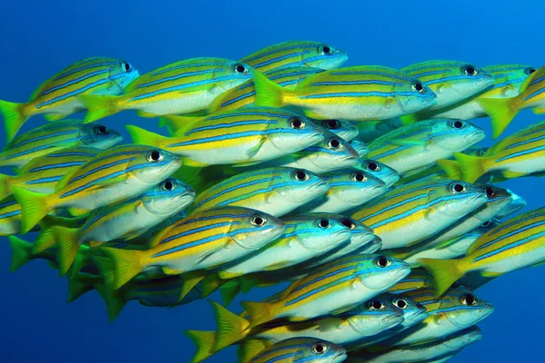 School of Blue-lined Snappers — Stock Photo, Image