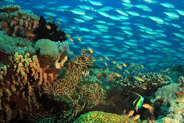 School of Fish over a Coral Reef — Stock Photo, Image