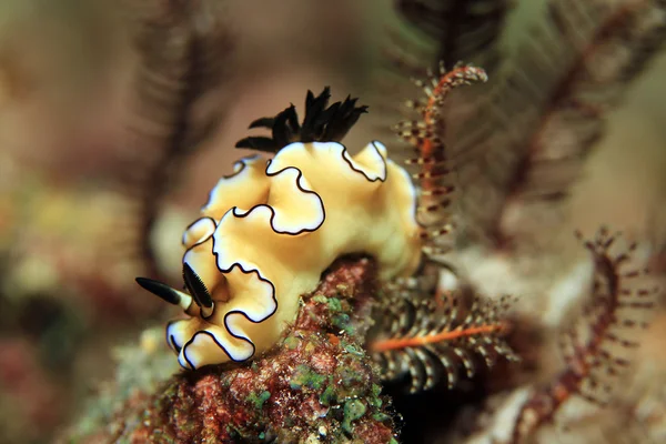 Doriprismatica atromarginata Nacktschnecke — Stockfoto