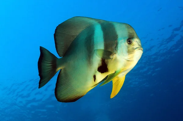 Batfish Longfin contra a água azul — Fotografia de Stock
