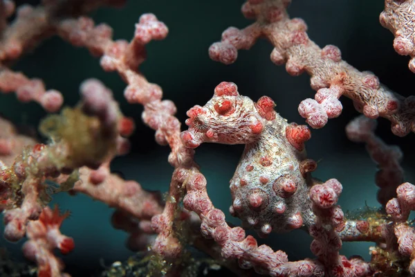 Pygmy Seahorse in Fan Coral — Stock Photo, Image