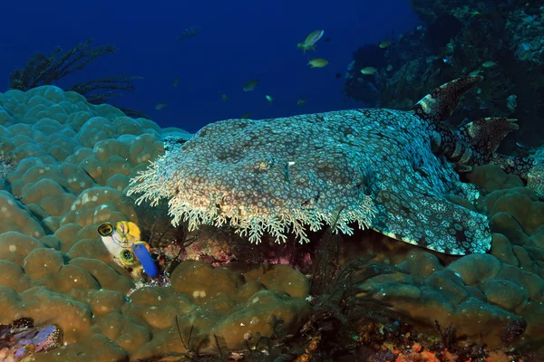 Tasselled Wobbegong на кораловий риф — стокове фото