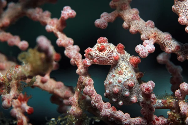 Ιππόκαμπος Pygmy σε Coral ανεμιστήρα Εικόνα Αρχείου