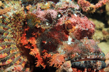 Sakallı scorpionfish yakın çekim