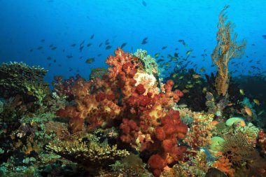 Raja Ampat mercan 