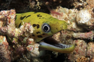 Açık ağız ile fimbriated Moray