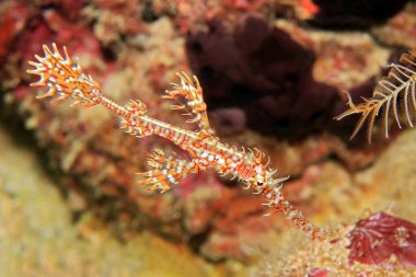 süslü hayalet pipefish 