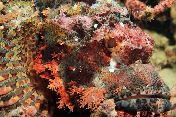 Bearded Scorpionfish Close-up — Stock Photo, Image