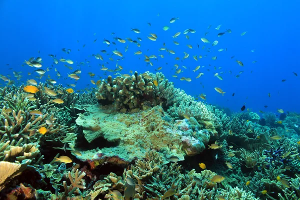Raja Ampat サンゴ礁 — ストック写真