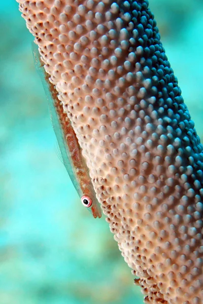 鞭珊瑚虾虎鱼 — 图库照片