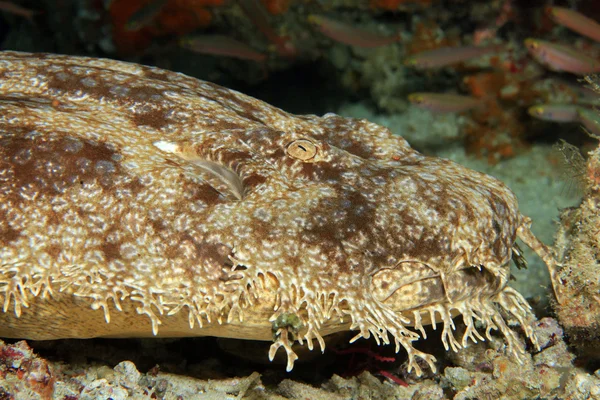 Wobbegong Закри — стокове фото