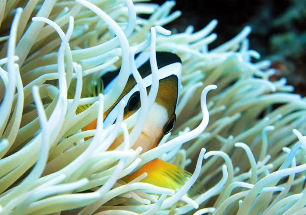 Clark anemonefish — Zdjęcie stockowe