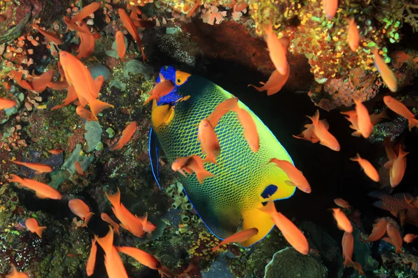 Blueface Angelfish in a School of Anthias — Stock Photo, Image