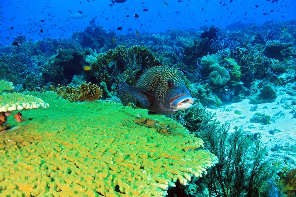 Arrecife de coral komodo — Foto de Stock