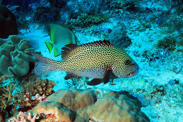 Арлекін сладкогубов над Coral Reef — стокове фото