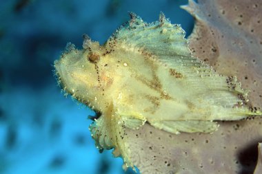 Yaprak Scorpionfish mercan üzerinde