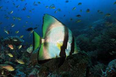 Gölgeli Batfish bir mercan kayalığı üzerine