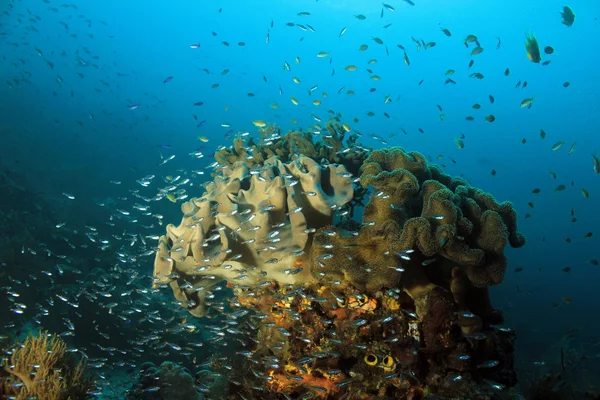 Korallenriff raja ampat — Stockfoto