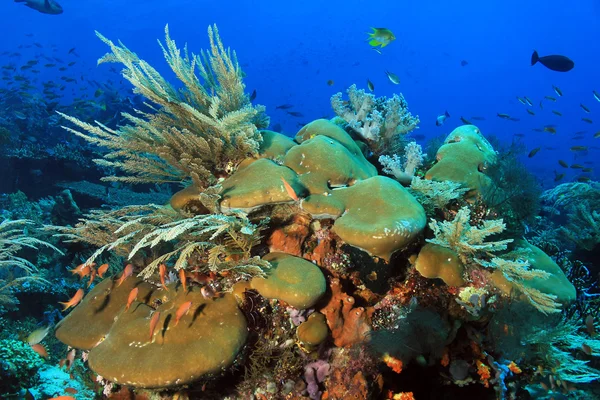 Komodo barriera corallina — Foto Stock