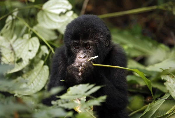 Baby gorilla fodring - Stock-foto