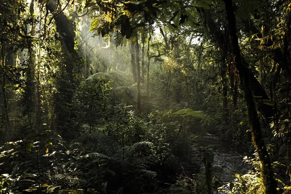 Bwindi Impenterable národní Park — Stock fotografie