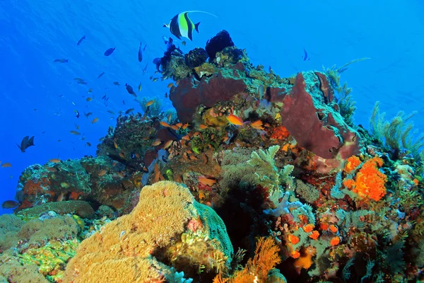 Arrecife de Coral Komodo — Foto de Stock