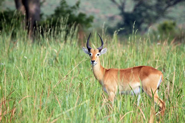 Ugandský Kob ve vysoké trávě — Stock fotografie